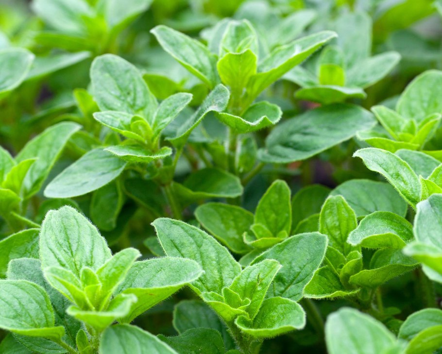 Майоран орегано