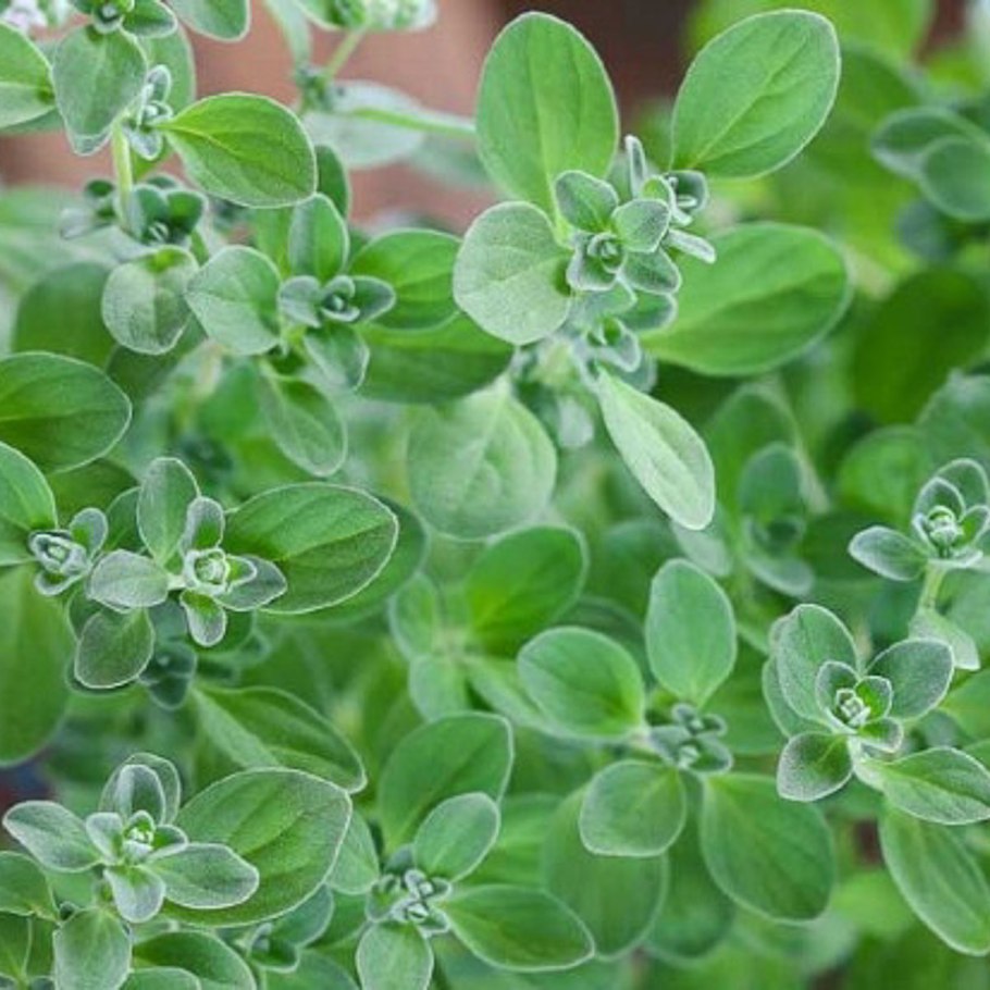 Сладкий майоран