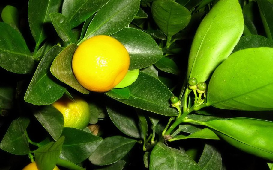 Лимон растение