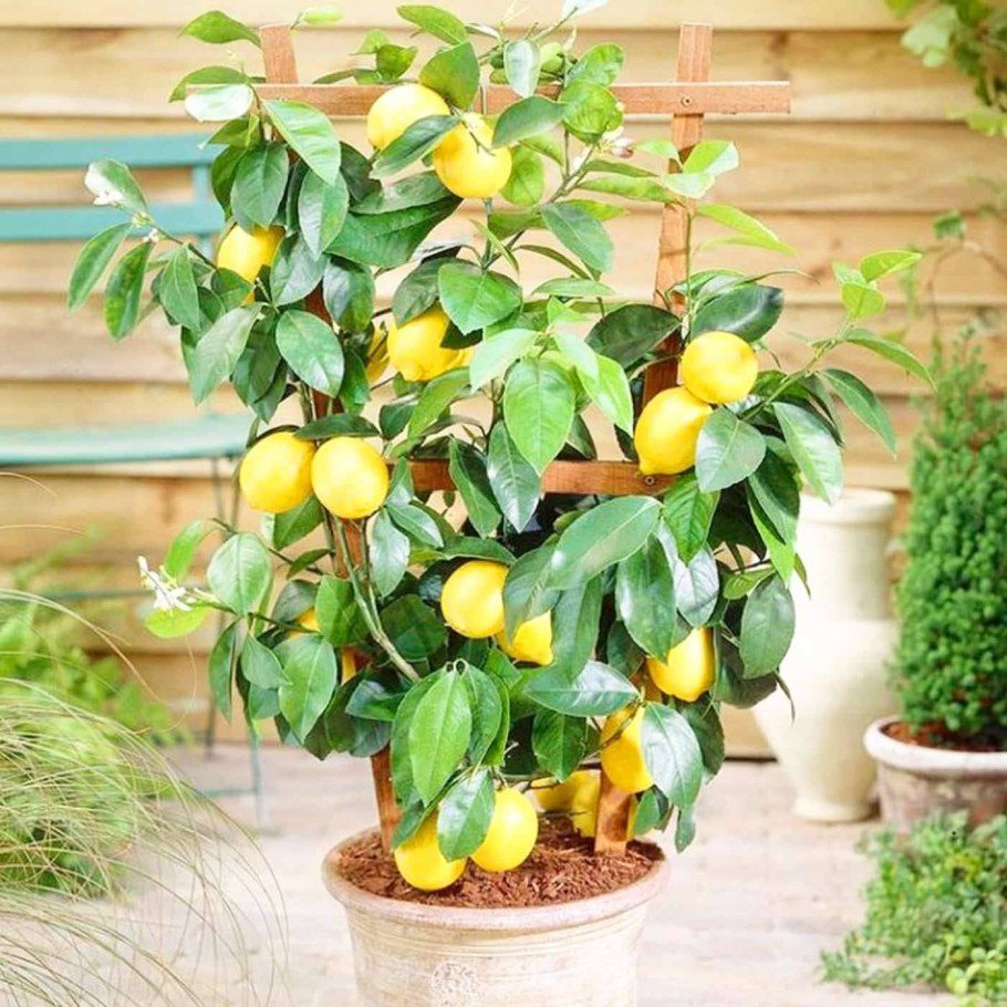 Lemon Tree (лимонное дерево)