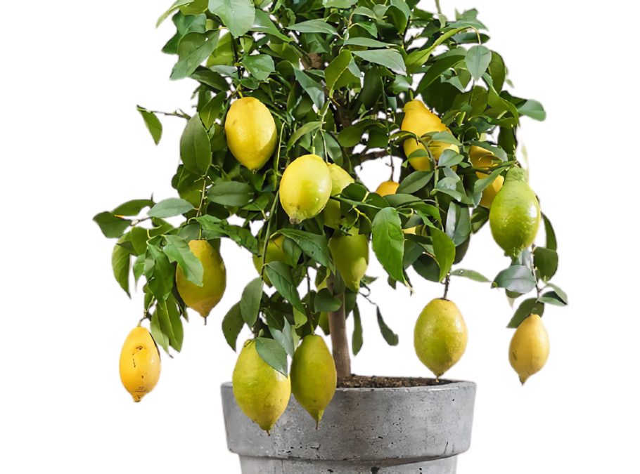 Комнатное дерево Citrus Limon