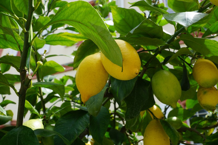 Lemon Tree (лимонное дерево)