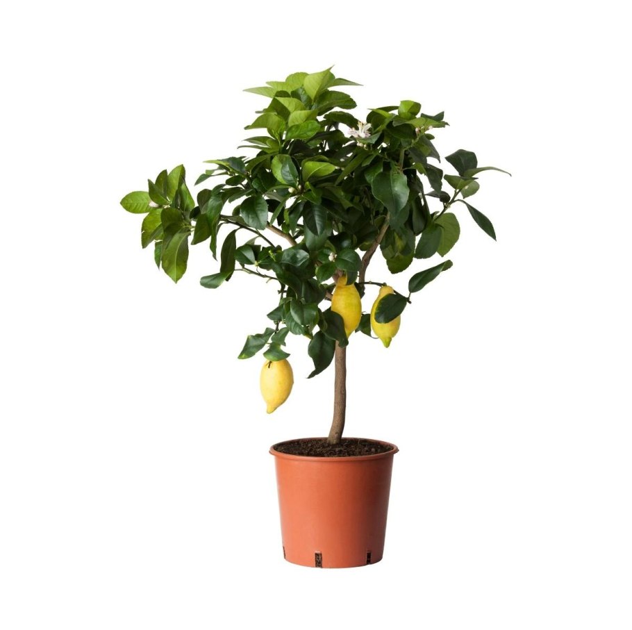 Цитрофортунелла лимон штамбовая