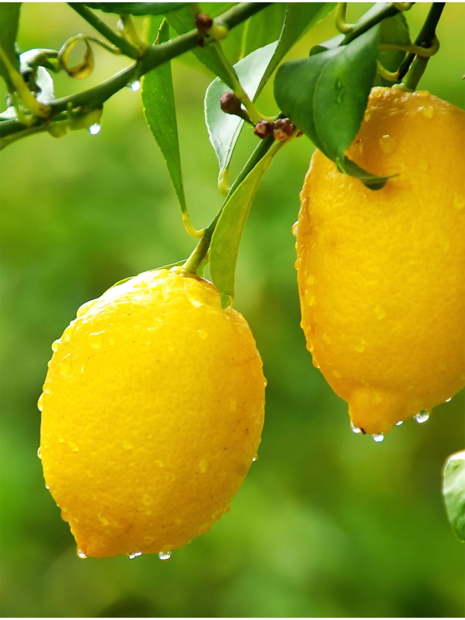 Лимон дерево