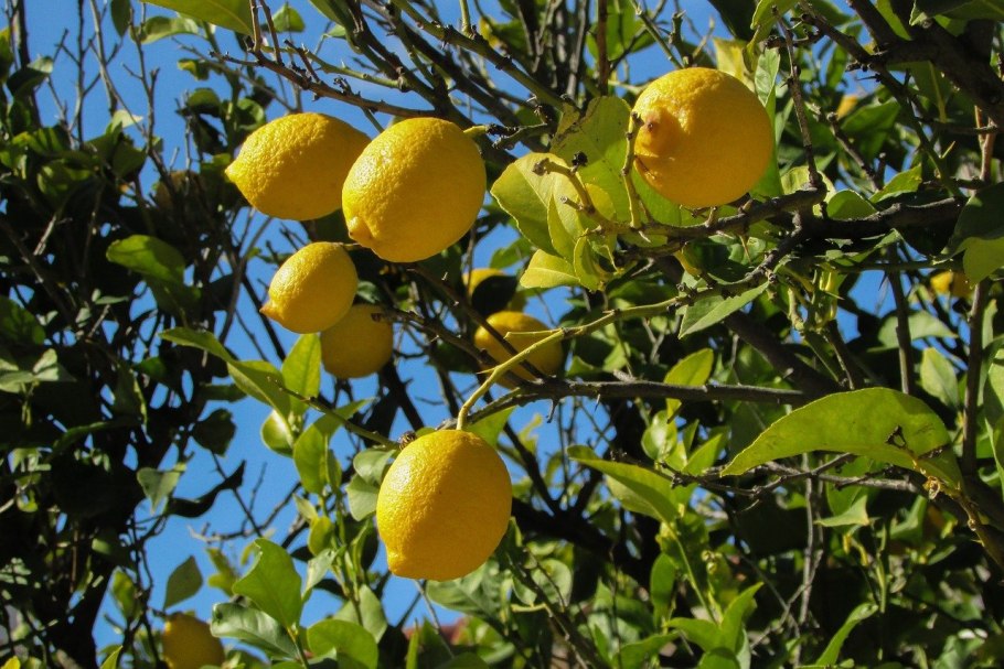 Lemon Tree (лимонное дерево)