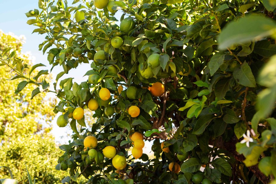 Лимон вилла Франка