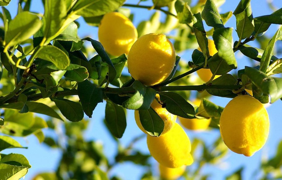 Lemon Tree (лимонное дерево)