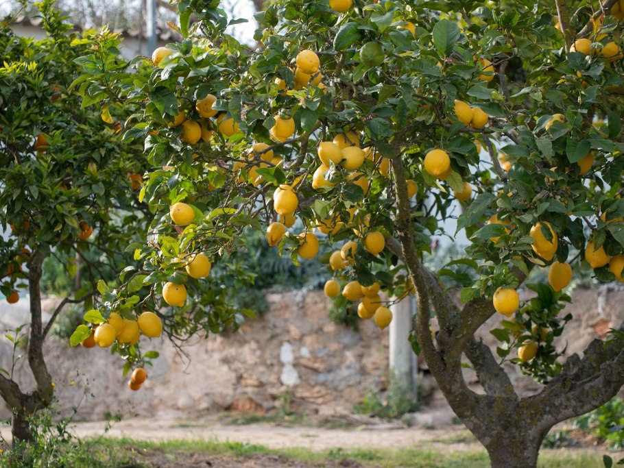Лимонные деревья в Соренто