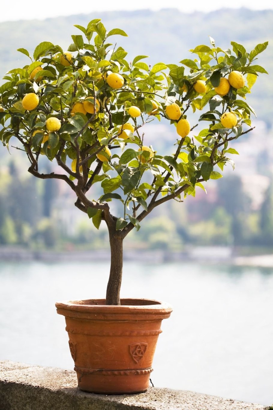 Lemon Tree (лимонное дерево)