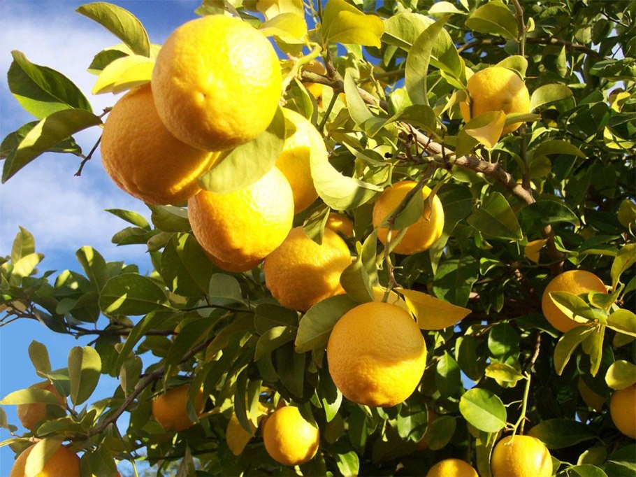 Lemon Tree (лимонное дерево)