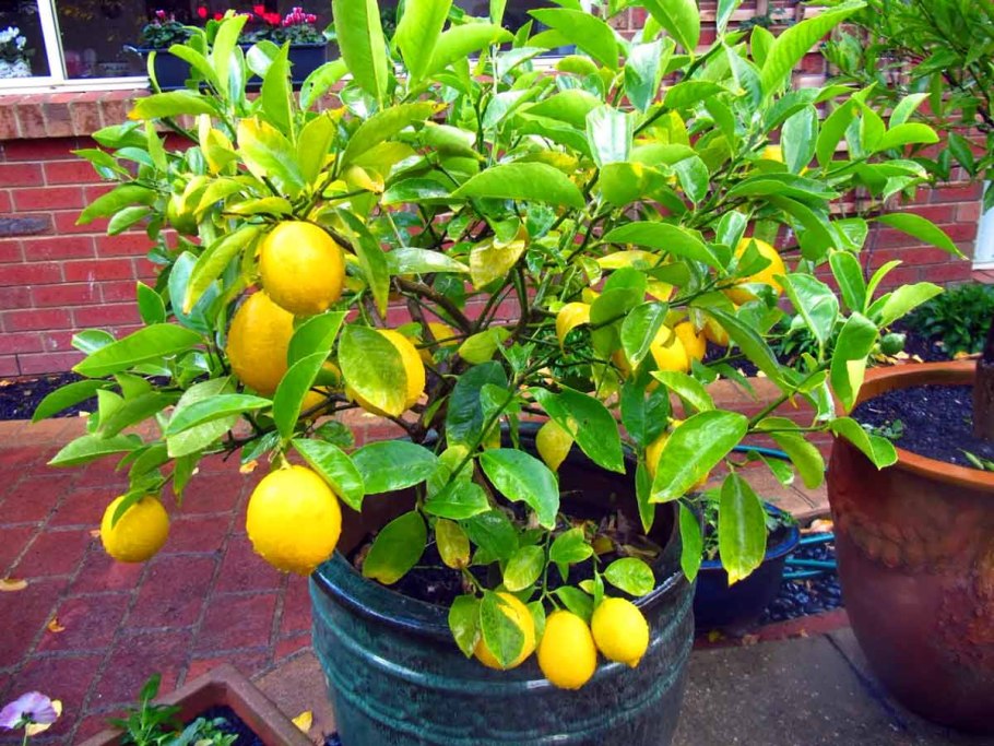 Деверо лимона