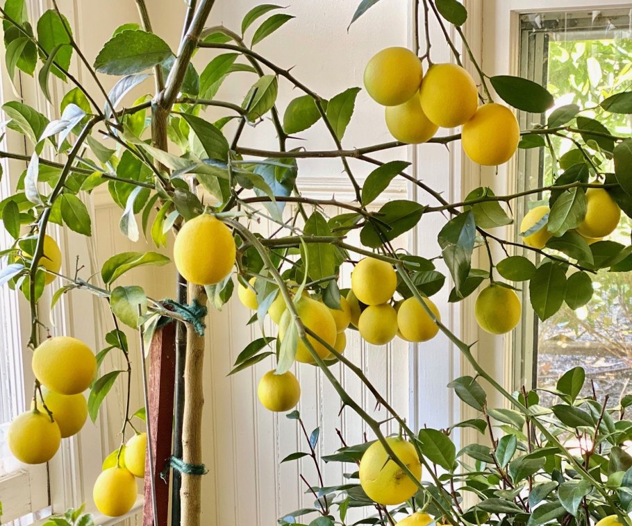 Лимон Мейера