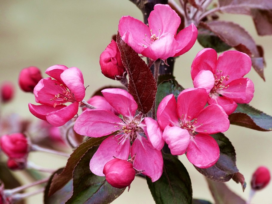 Яблоня Маковецкого