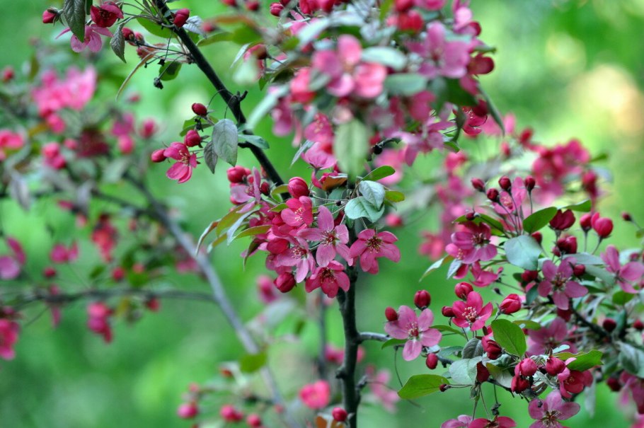 Яблоня гибридная Профьюжн