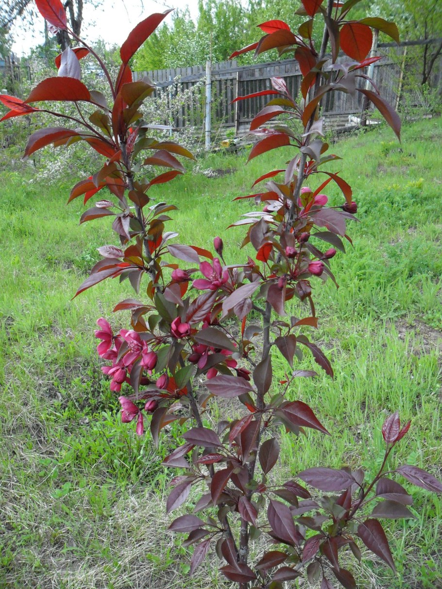 Яблоня декоративная Helena