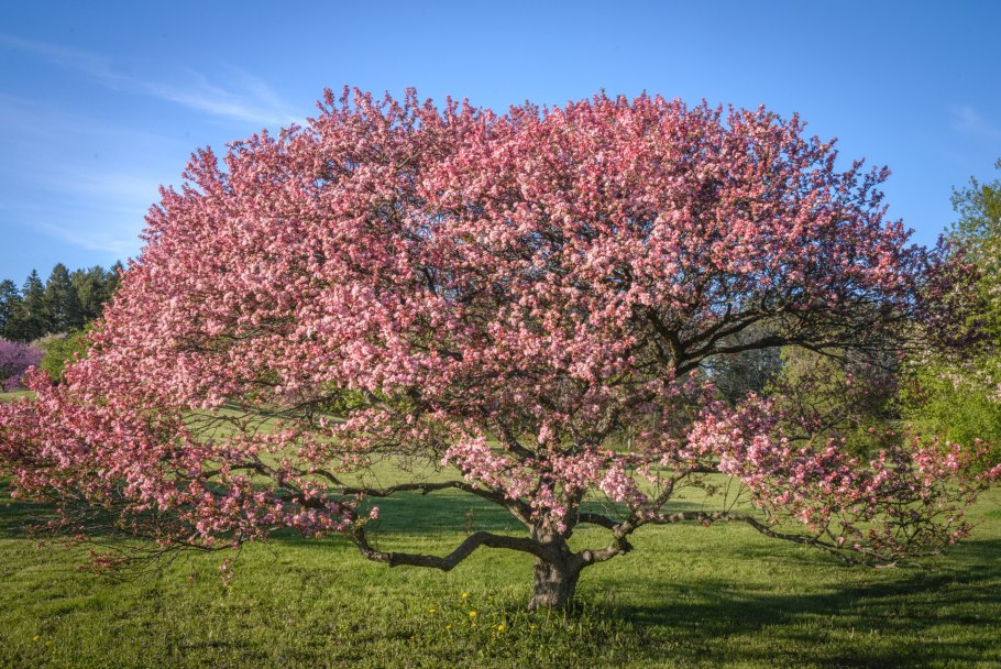 Яблоня Шарлотта Malus Charlotte