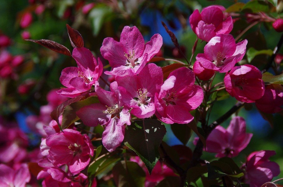 Яблоня краснолистная Хелена