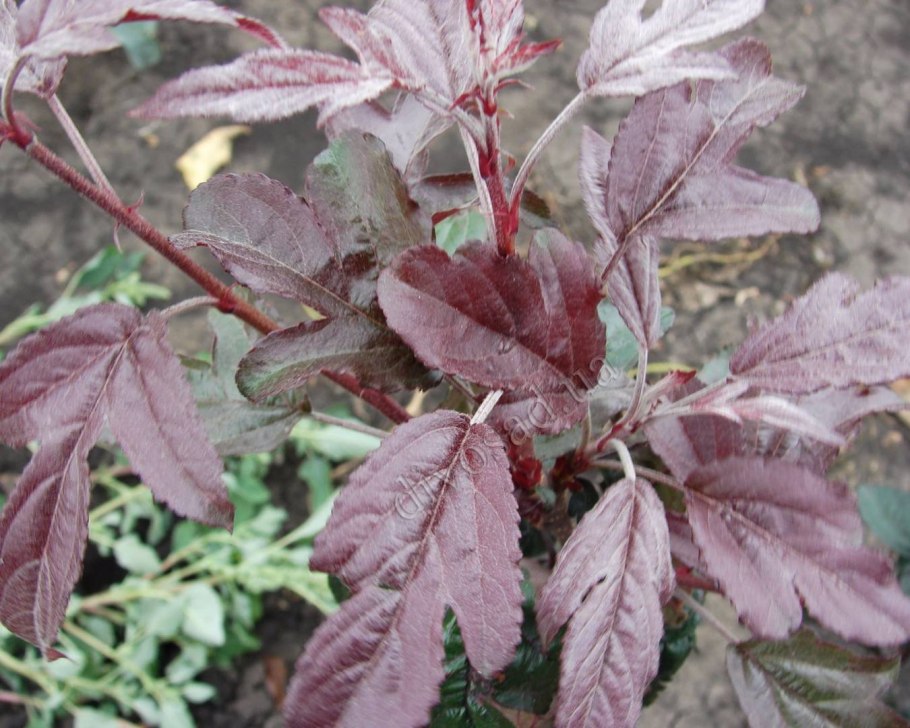 Яблоня краснолистная Хелена