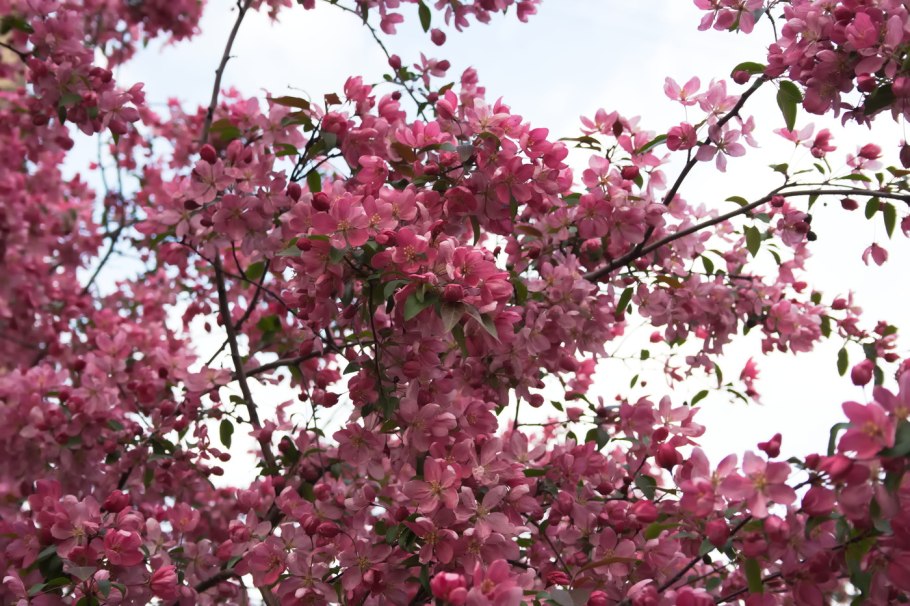 Яблоня гибридная Недзвецкого