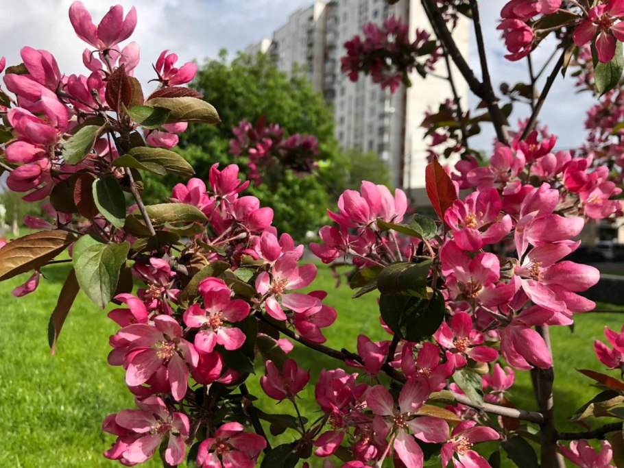 Декоративная яблоня розовоцветущая