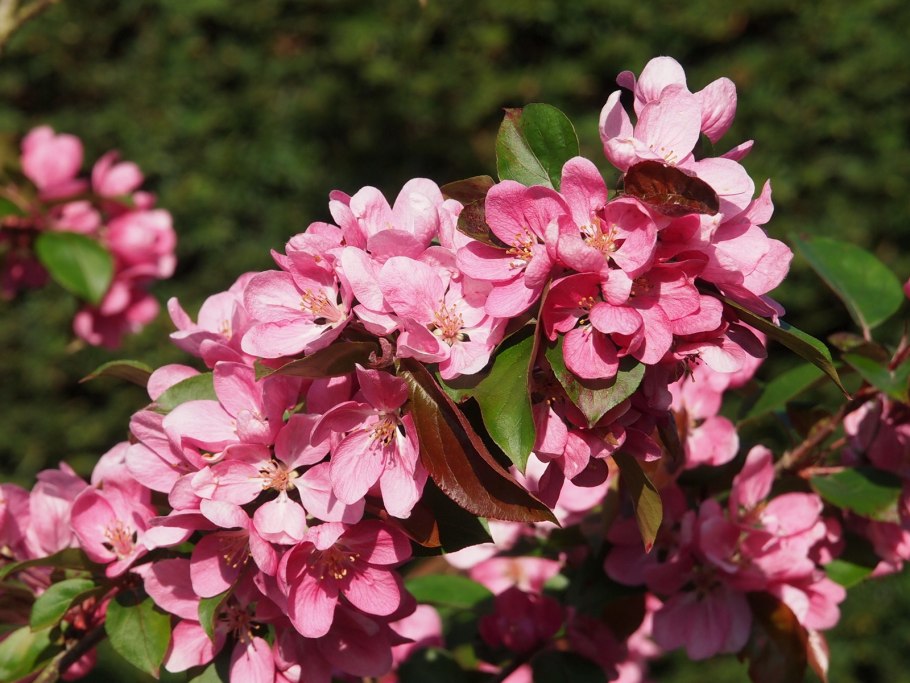 Яблоня декоративная Невиль Копеман