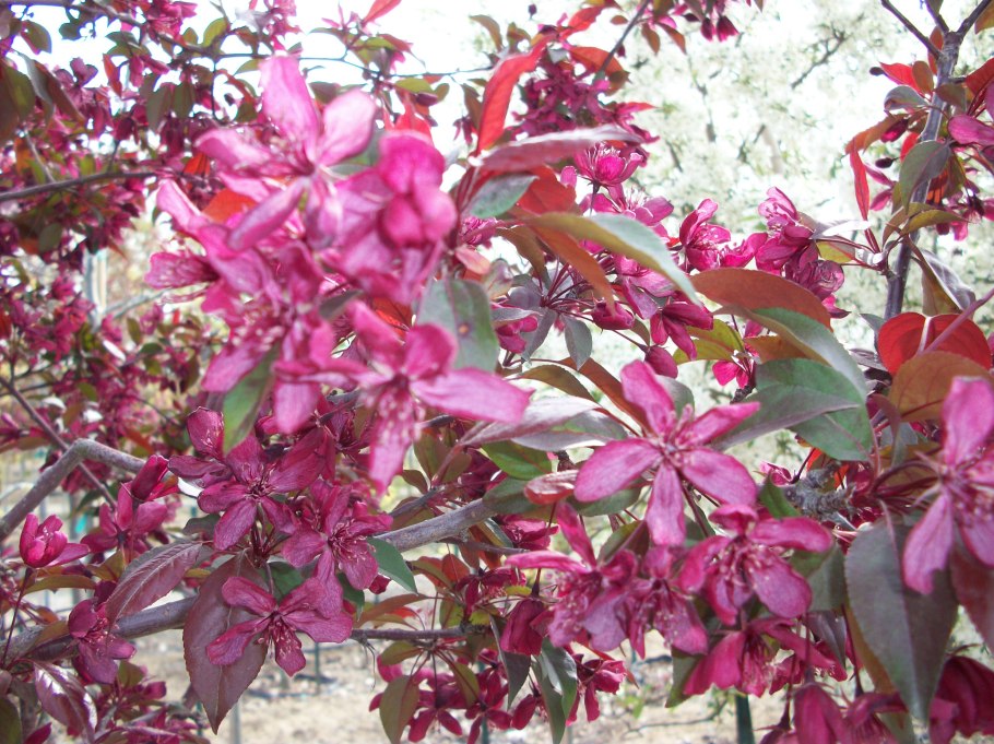 Яблоня Хелена декоративная краснолистная