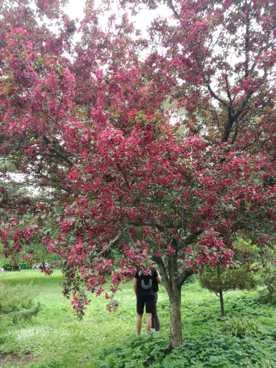 Яблоня Хелена роялти