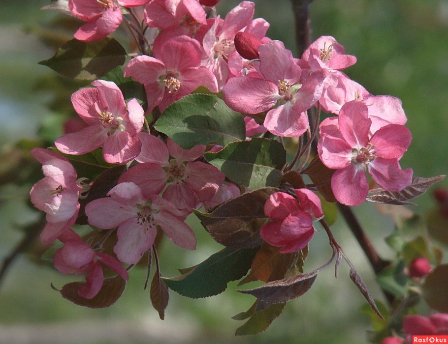 Яблоня краснолистная Хелена