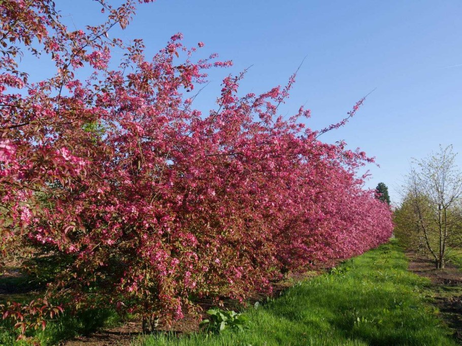 Яблоня декоративная Profusion