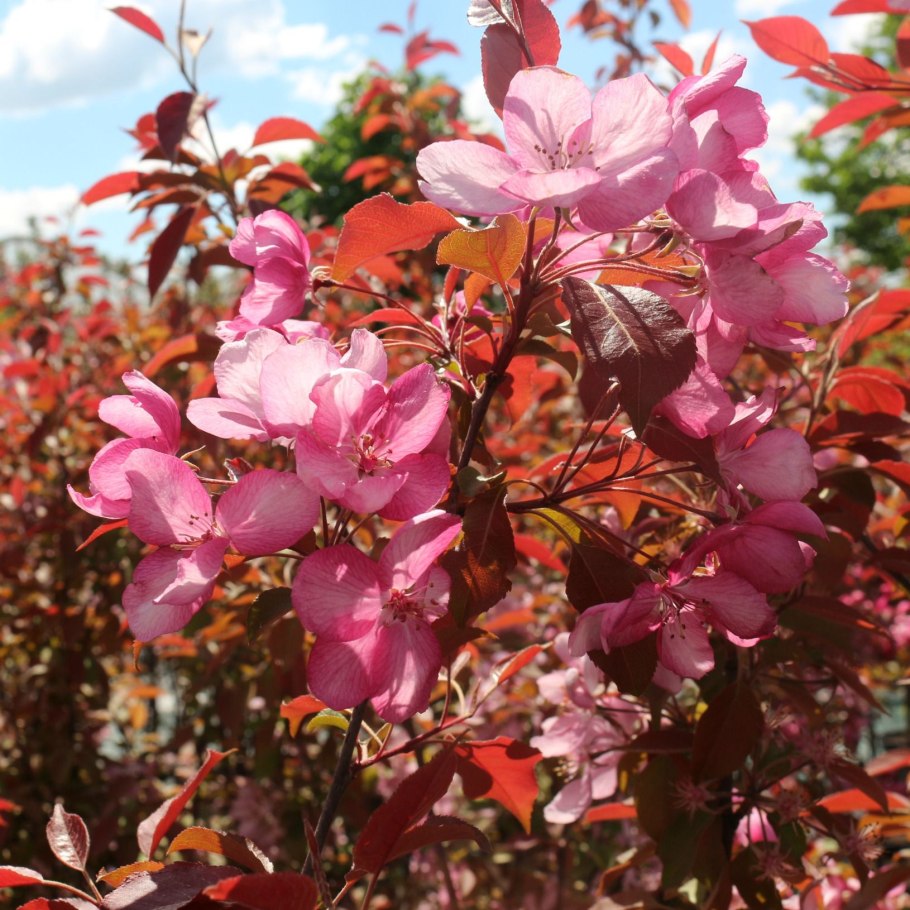 Яблоня Маковецкого