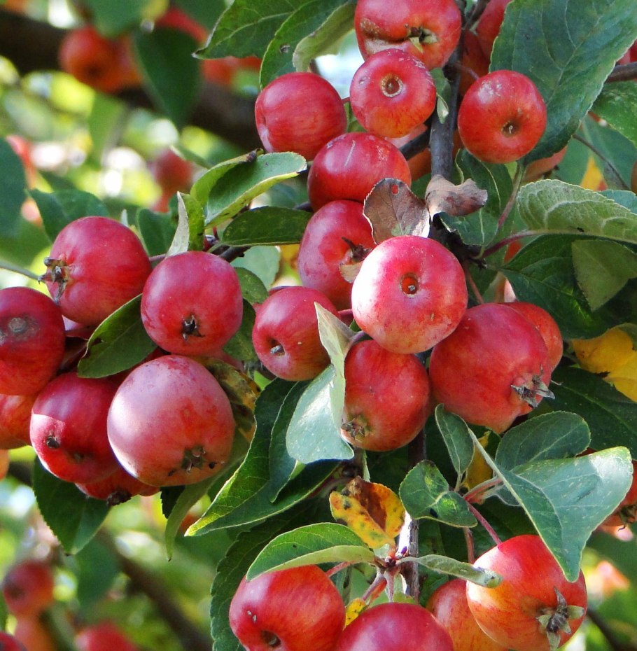 Яблоня / Malus Helena