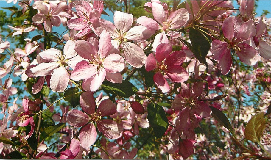 Яблоня гибридная Рудольф