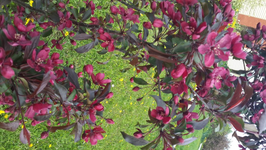 Яблоня Недзвецкого пурпурная Роял