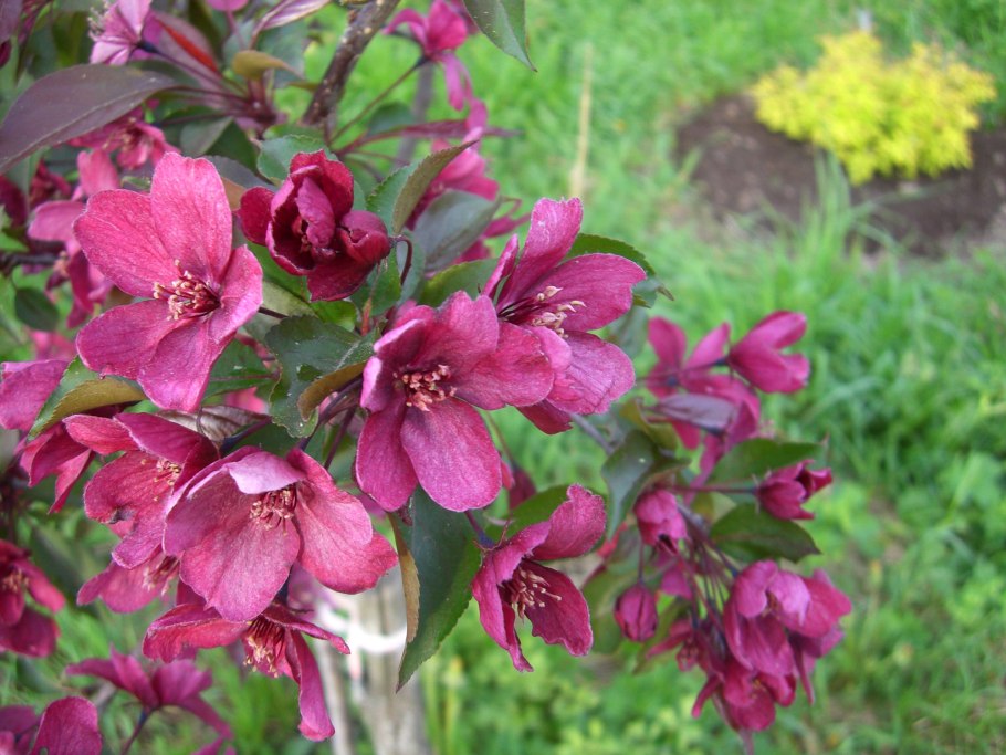 Яблоня декоративная Макамик