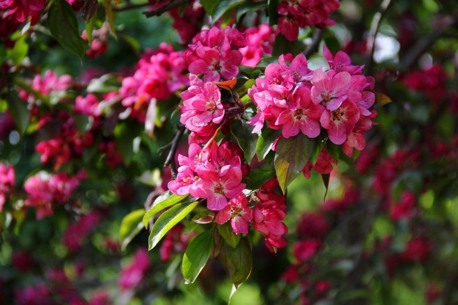 Яблоня Neville Copeman