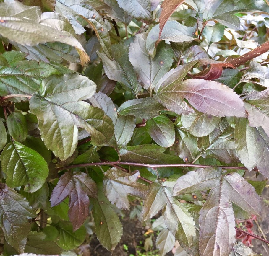 Яблоня Хелена декоративная краснолистная