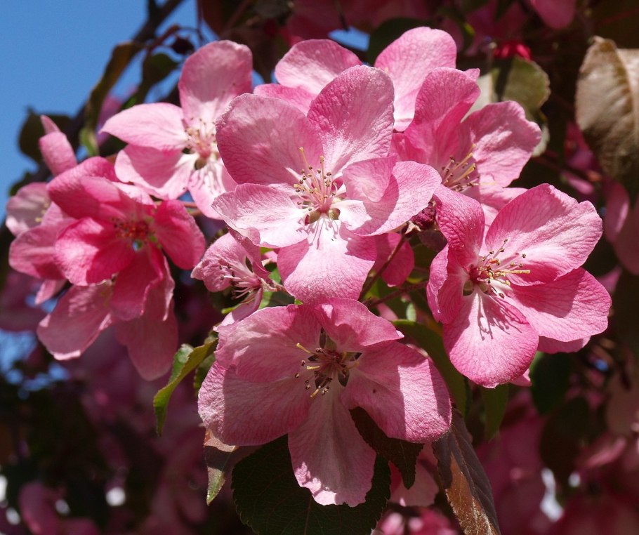 Яблоня Пинк Спаерс