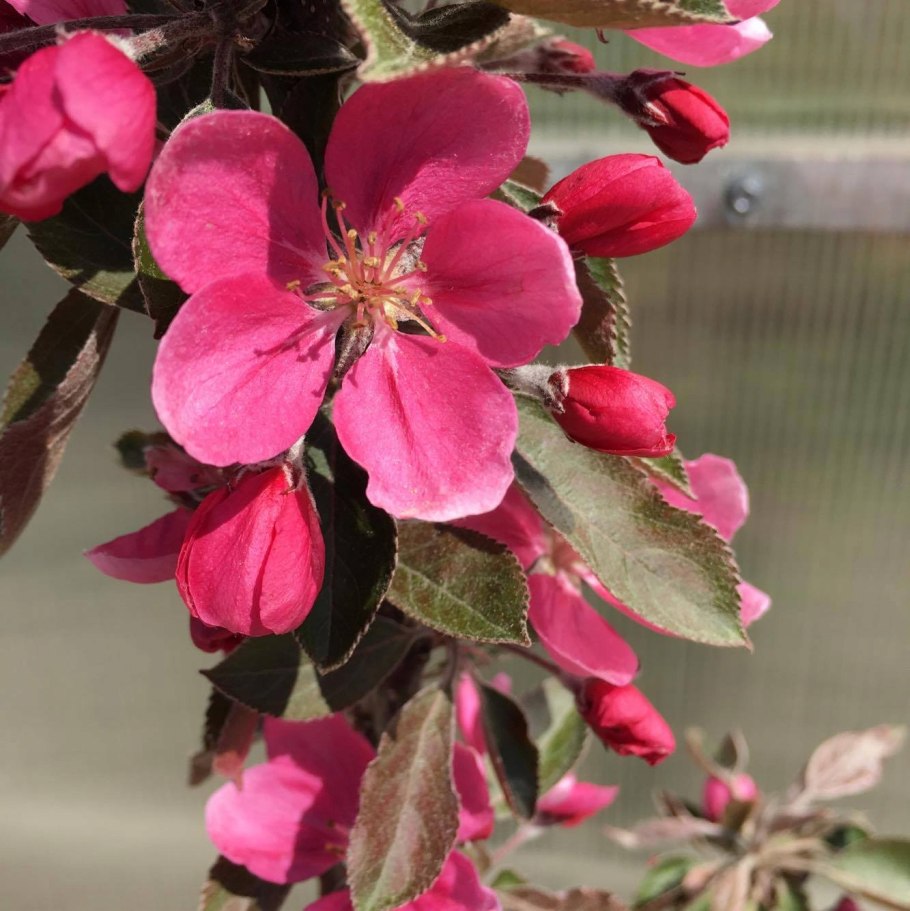 Яблоня краснолистная Хелена