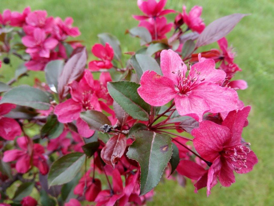 Яблоня Хелена Недзвецкого