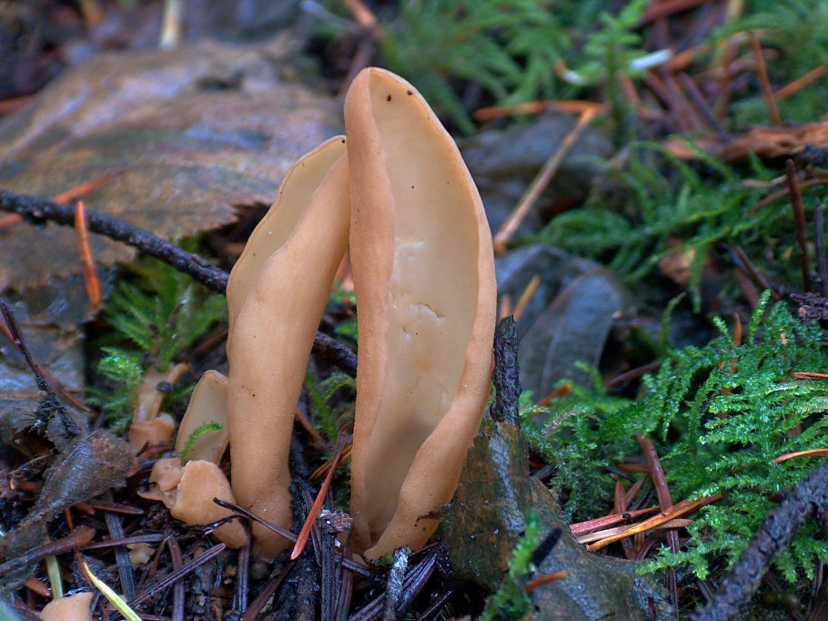 Отидея заячья