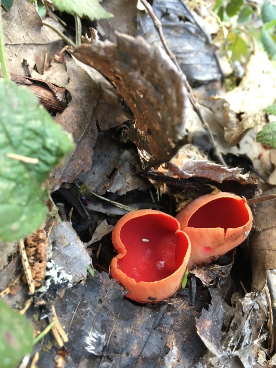 Stinkmorchel гриб