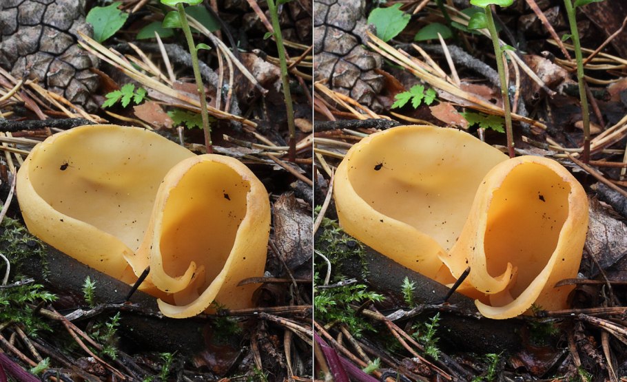 Гриб свиное ухо