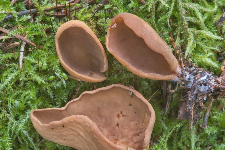 Коровник гриб съедобный