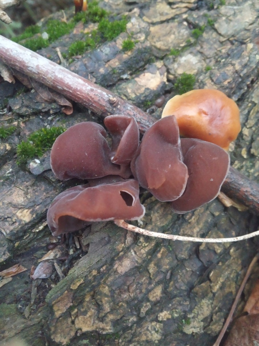 Гриб похожий на ушную раковину