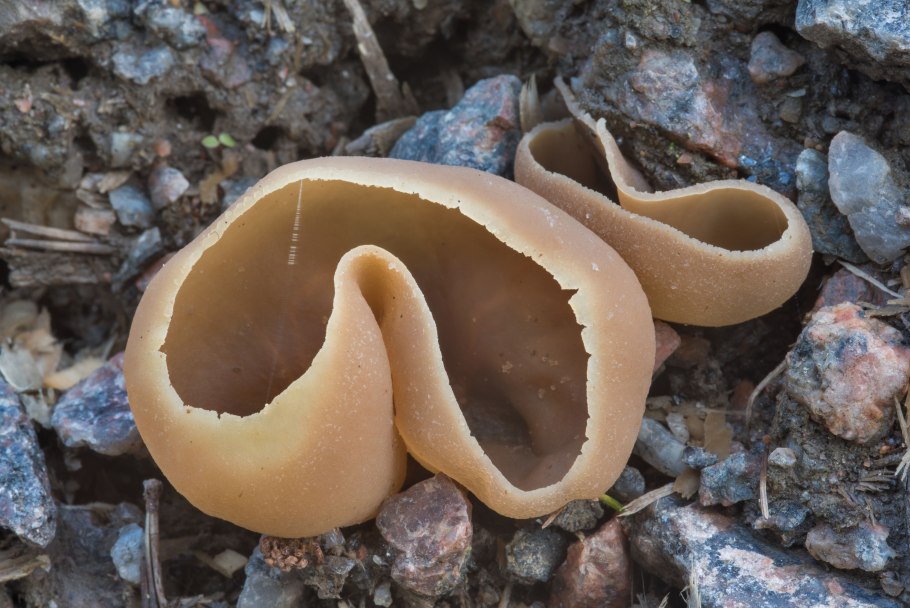 Auricularia auricula