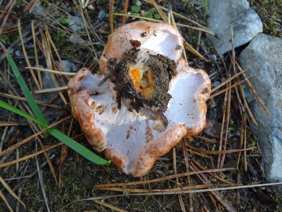 Lactarius semisanguifluus