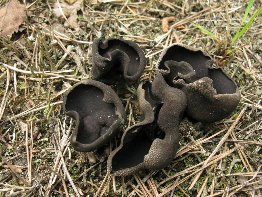 Грибы рыжего цвета но не лисички