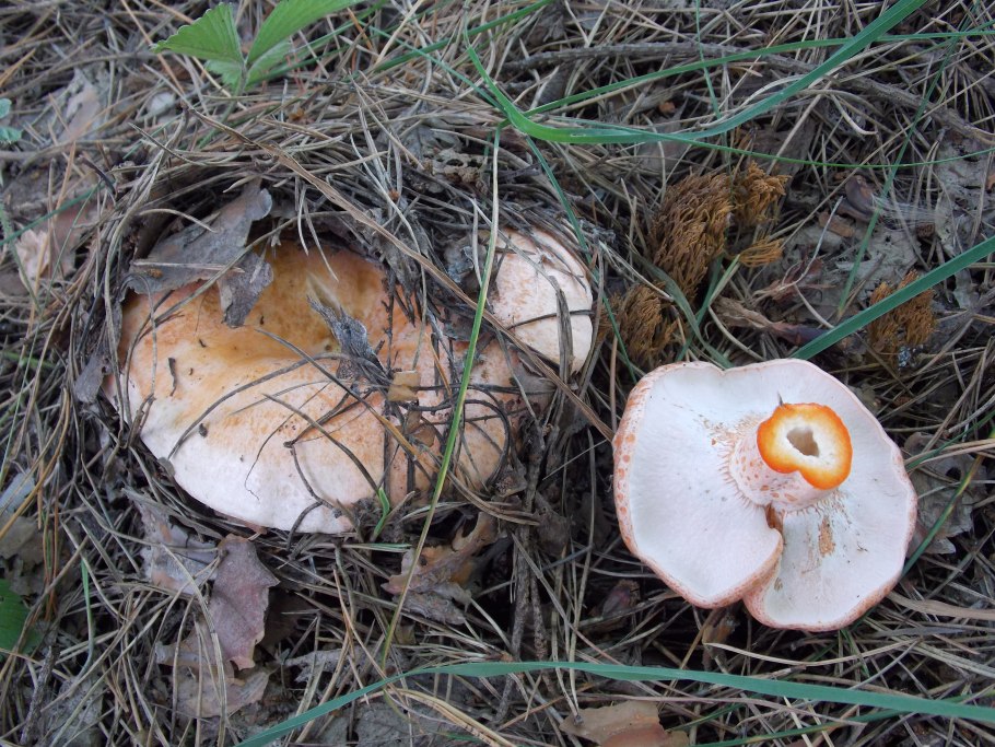 Гриб похожий на грушу