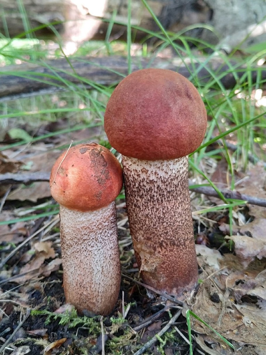 Аурикулярия уховидная