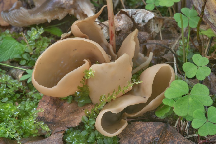 Свинушка тапинелла